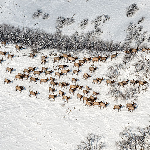 Aerial shot of elk herd