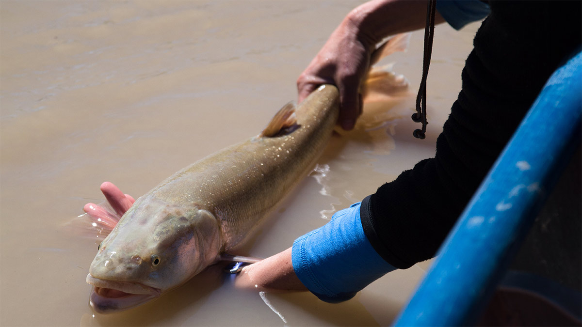 Utah Division of Wildlife Resources technician handling a Colorado pikeminnow fish