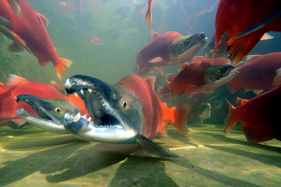 Kokanee salmon spawn at Strawberry Reservoir (September 2023) - Video