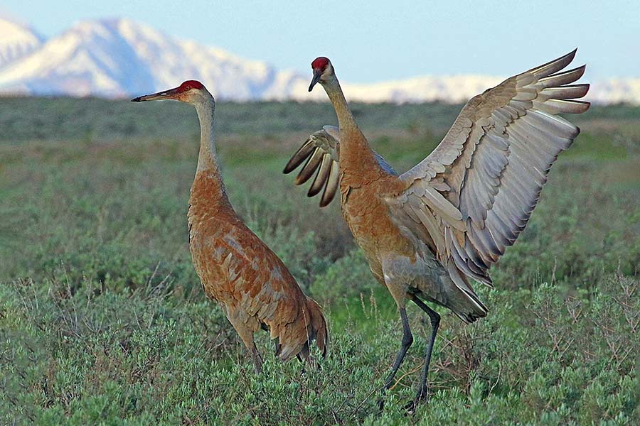Two sandhill cranes in northern Utah