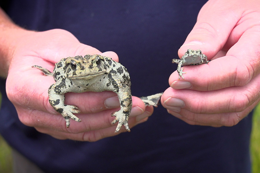 Two boreal toads, one large and one small, held in someone's hands