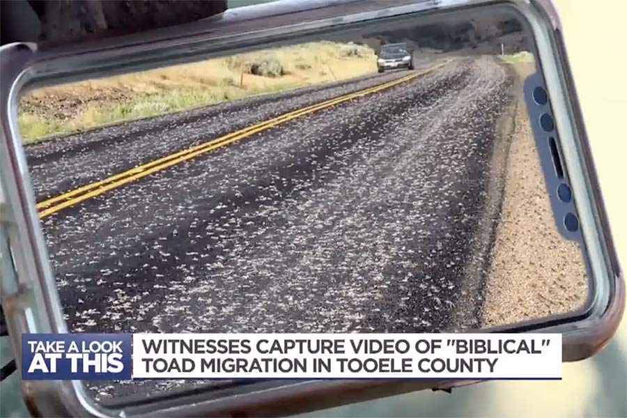 Cell phone video of a mass migration of toads on an open road in Tooele County