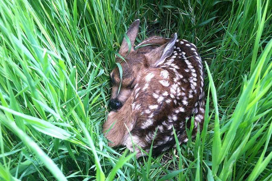 Deer fawn sleeping, nestled in grass
