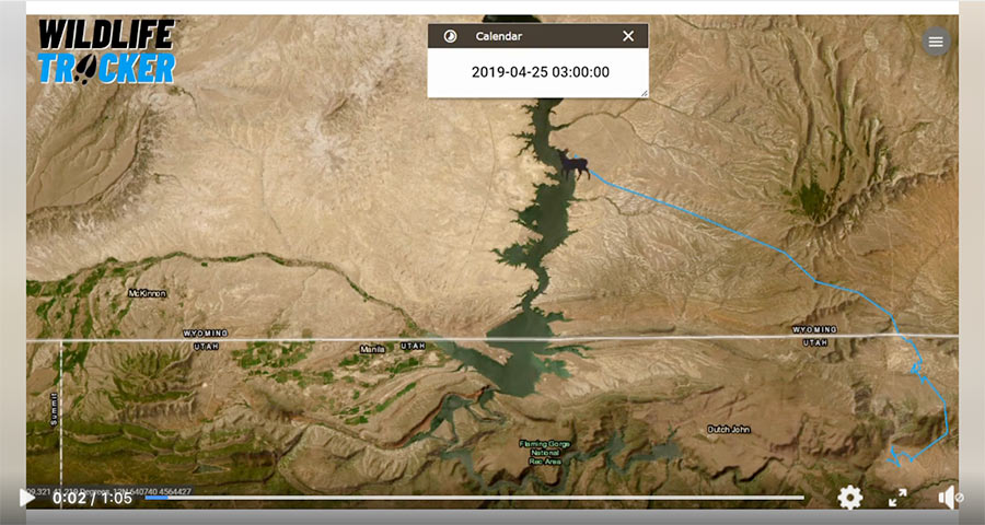 Wildlife Tracker map screen shot showing a mule deer crossing Flaming Gorge
