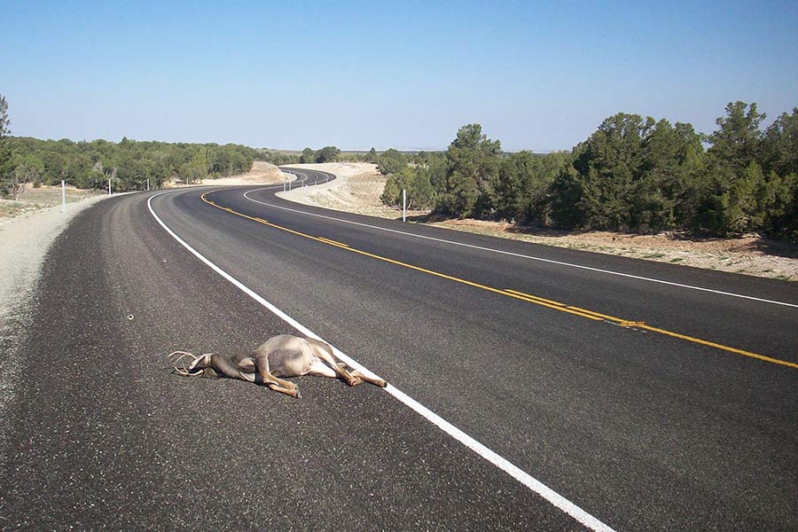 Dead deer that was hit by a vehicle lying on the side of a road