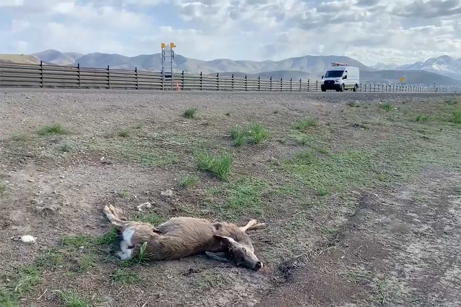 Dead dear lying along the side of a road in Eagle Mountain, Utah