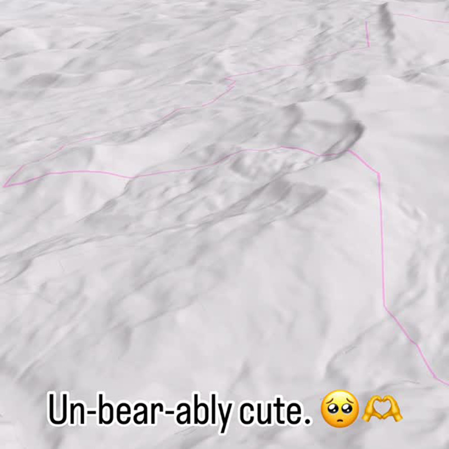 Map showing the 46-mile migration path of a bear seeking a mate